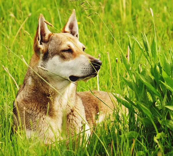 Hund auf dem Gras — Stockfoto