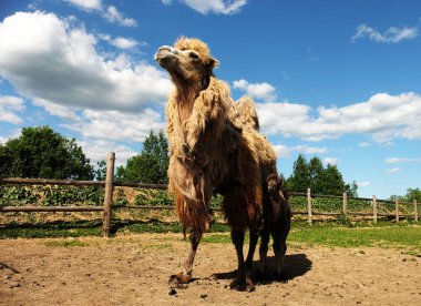 Bebeğim, açık, yaz saati ile anne deve