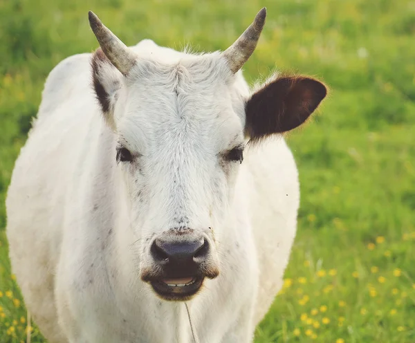 Белая корова на зеленой траве, лето — стоковое фото