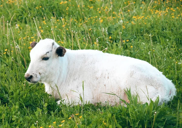 Fehér tehén a zöld fű, nyári — Stock Fotó