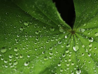 Su damlalı yeşil yaprak