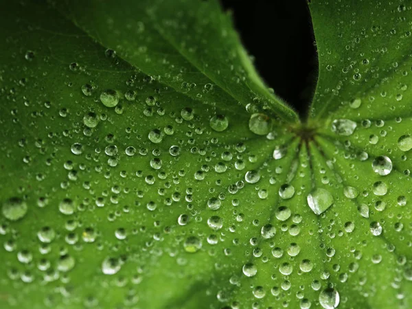 Su damlalı yeşil yaprak