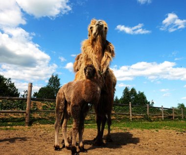 Bebeğim, açık, yaz saati ile anne deve