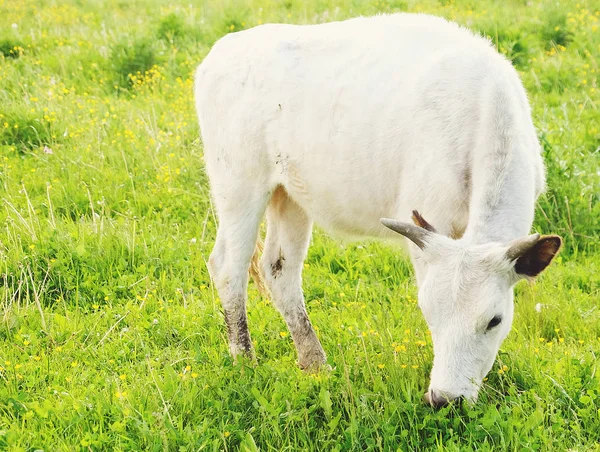 Weiße Kuh auf grünem Gras, Sommer — Stockfoto