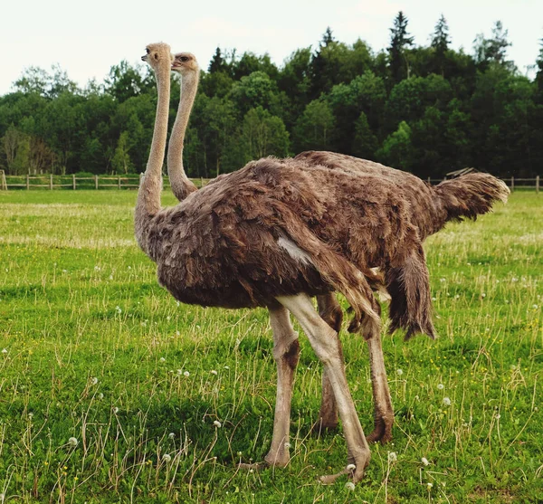 Yaz aylarında yeşil çimenlerin üzerinde iki deve kuşları