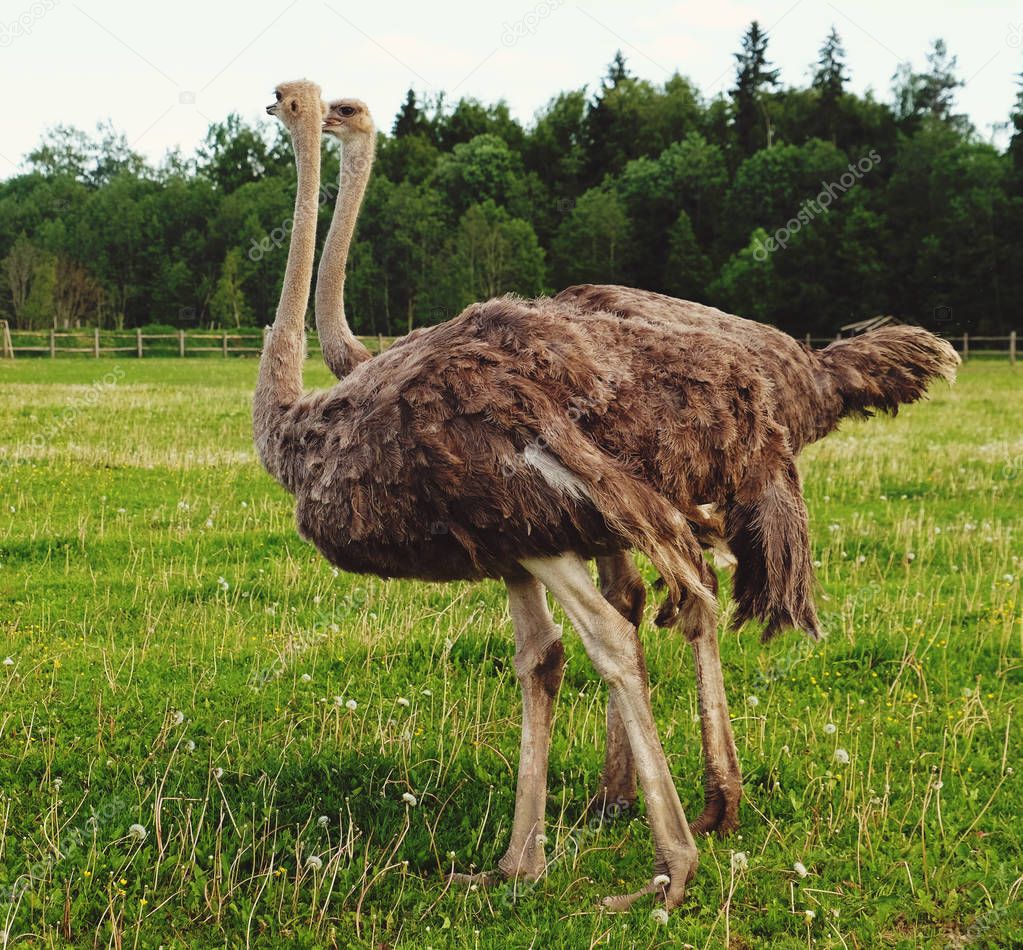 Two ostriches on green grass in summer