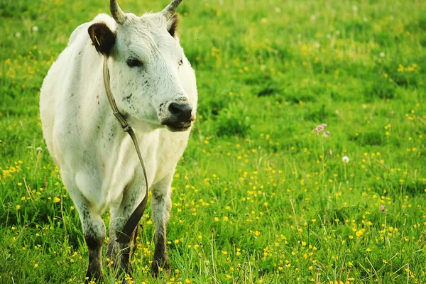 Vache blanche sur herbe verte, été — Photo
