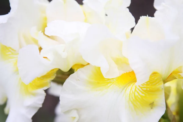 Weiße Iris in einem Garten — Stockfoto