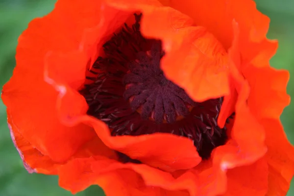 Rode papaver dicht beeld — Stockfoto