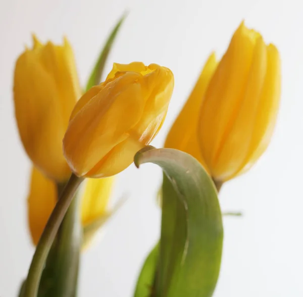 Желтые тюльпаны закрываются — стоковое фото