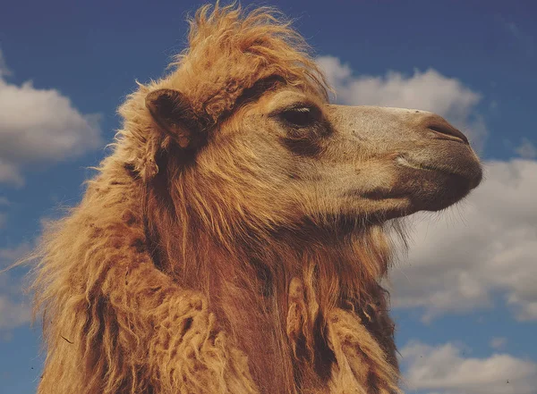 Head of a camel against the sky — Stock Photo, Image