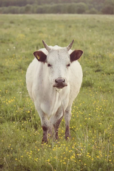 Weiße Kuh auf grünem Gras, Sommer — Stockfoto