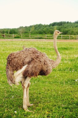 Devekuşu üzerinde çim, yaz saati