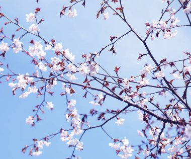 Sakura bahar bahçe. pembe çiçekler.