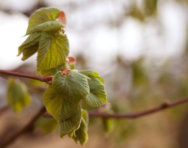 Yakın çekim yapraklar ve dallar