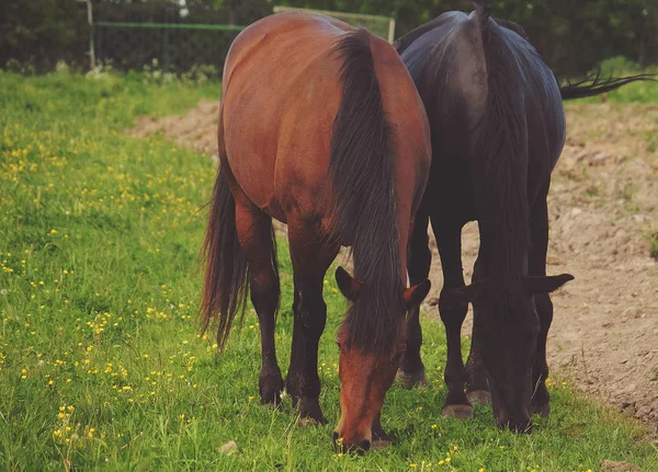 Un cheval sur l'herbe, heure d'été — Photo