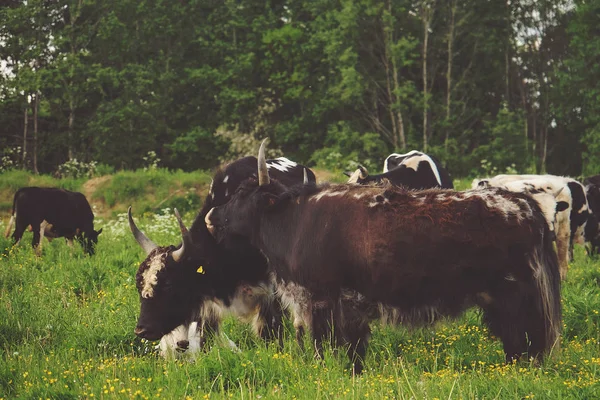 Yak, Sommerzeit, im Freien — Stockfoto