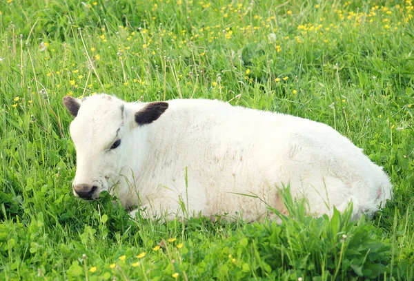 Белая корова на зеленой траве, лето — стоковое фото