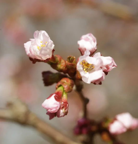 Sakura en el jardín de primavera. Flores rosadas . — Foto de Stock