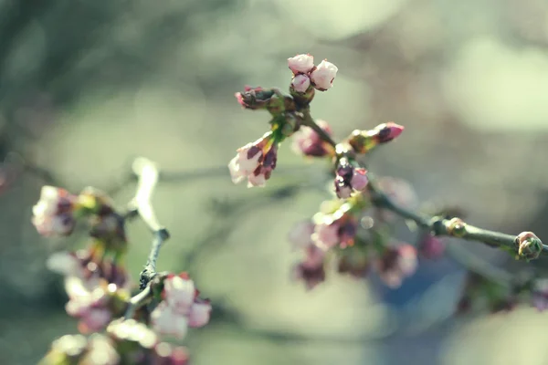 Sakura in the spring garden. Pink flowers. — Stock Photo, Image