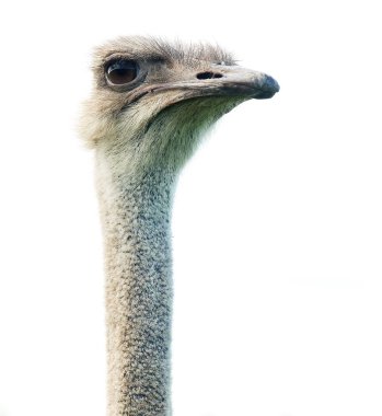 Devekuşu üzerinde beyaz arka plan, yaz saati