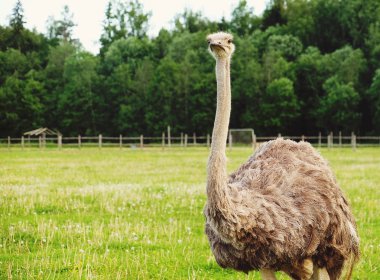 Devekuşu üzerinde çim, yaz saati