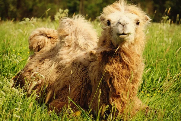 Camello masticando comida con boca abierta acostado aislado sobre hierba verde —  Fotos de Stock