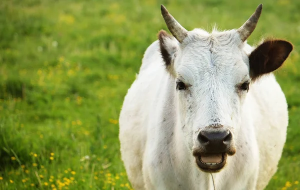 Weiße Kuh auf grünem Gras, Sommer — Stockfoto