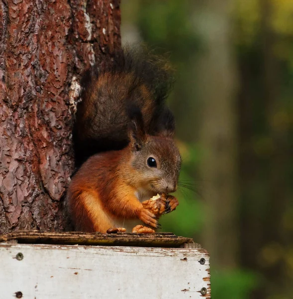 Eichhörnchen sitzt auf dem Futterhäuschen und frisst Nüsse — Stockfoto