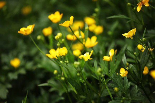 Bloemen in de tuin, lentedag, close up foto — Stockfoto