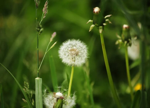 Dandelion flowers with leaves in green grass — Stock Photo, Image