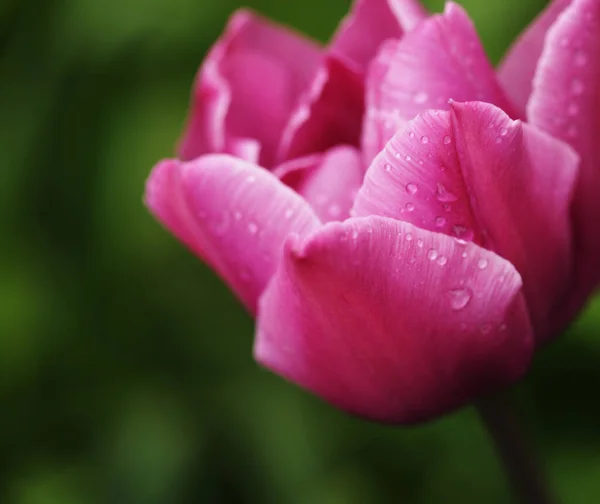 Schöne rosa Pfingstrosen blühen im Frühling im Garten — Stockfoto