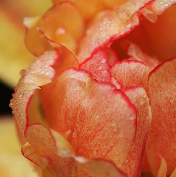 Kwiat piwonii w ogrodzie. zbliżenie zdjęcie — Zdjęcie stockowe