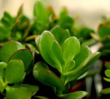 Baharda saksılarda yeşil bitkiler.