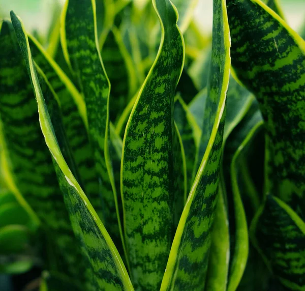 ガーデンストア春のポットの緑の植物. — ストック写真