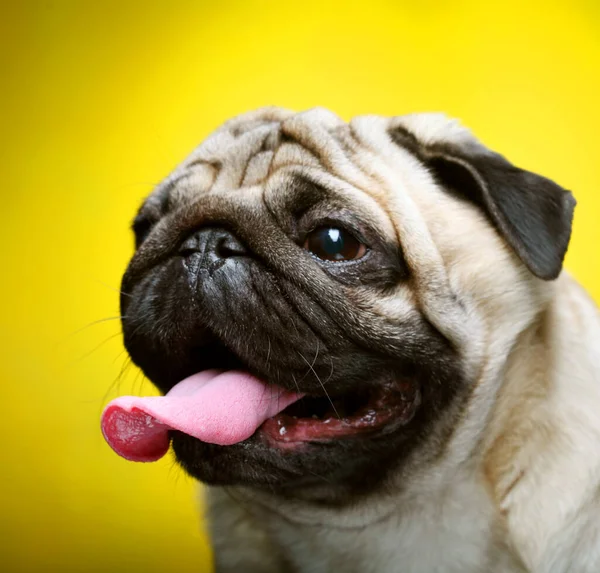 Bonito masculino pug close up — Fotografia de Stock