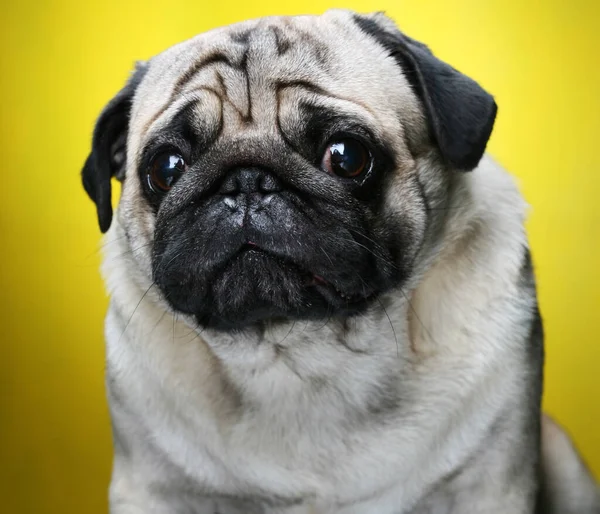 Leuke man Pug close-up — Stockfoto