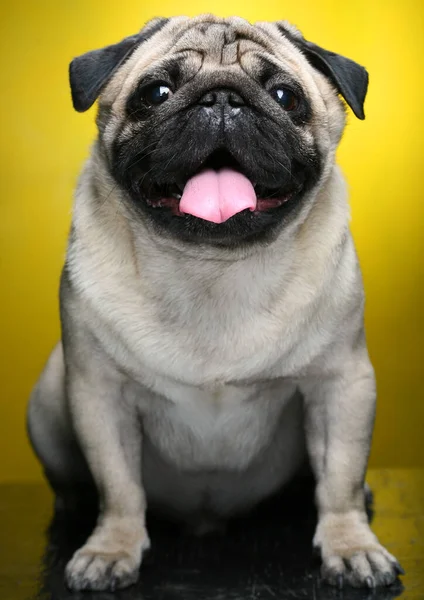 Cute Male Pug close up — Stock Photo, Image