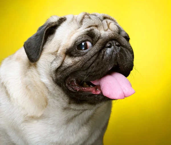 Söt Male Pug närbild — Stockfoto