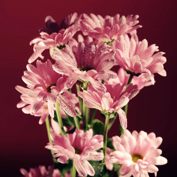 Flores de crisantemo de flor rosa con un fondo borroso de cerca — Foto de Stock
