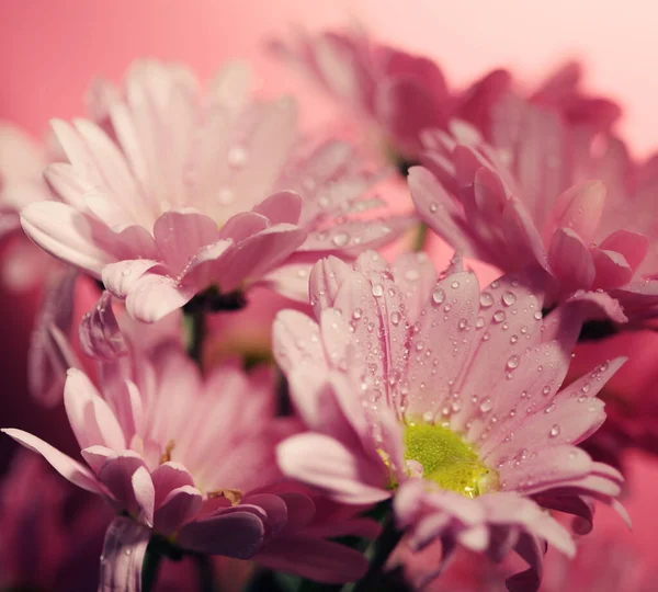 Pink blooming chrysanthemum flowers with a blurred background close up — Stock Photo, Image