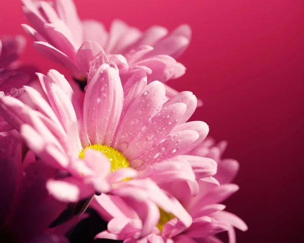 Roze bloeiende chrysant bloemen met een wazige achtergrond close-up — Stockfoto