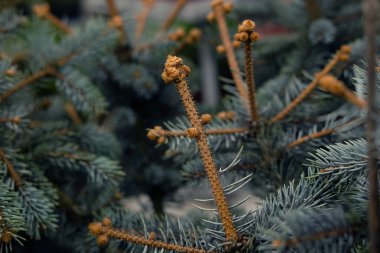 Çam fidanları, ladin, köknar, sekoya ve diğer kozalaklı ağaçlar bitkilerin fidanlığında saksıda..