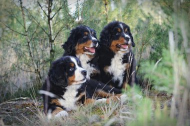 Üç bernese dağ köpeği yavru