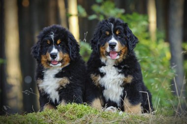İki Bernese dağ köpeği yavruları 