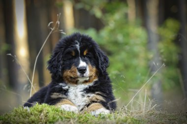 Bernese dağ köpeği köpek portre