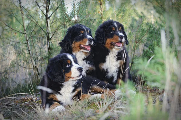 Drie Berner Sennenhond pups — Stockfoto