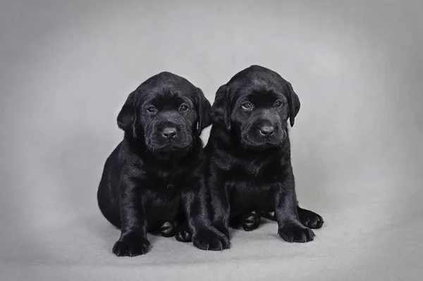 Labrador retriever puppies — Stock Photo, Image