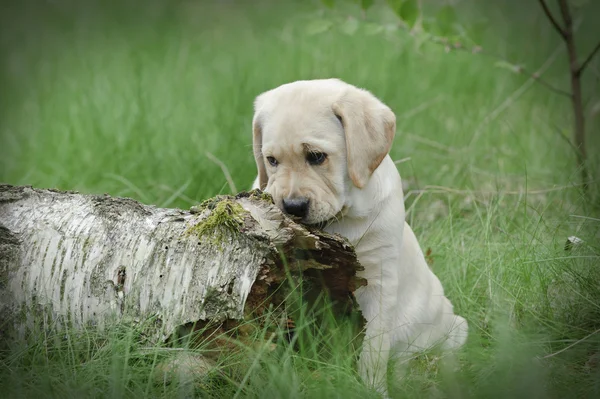 Sárga labrador retriever kiskutya — Stock Fotó