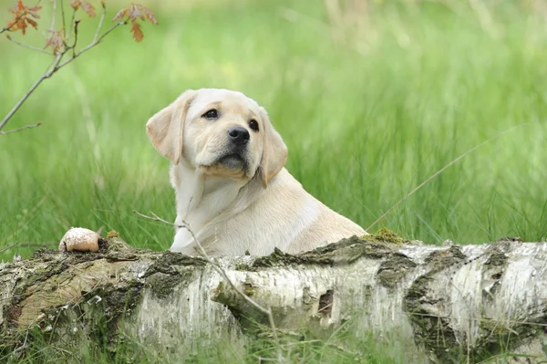 Cucciolo labrador retriever giallo — Foto Stock